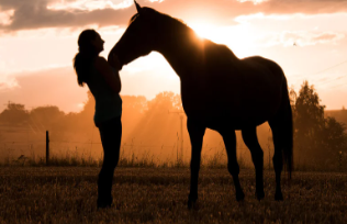 horse psychic